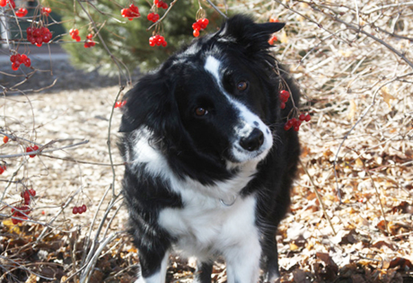 Border Collie Dogs 101